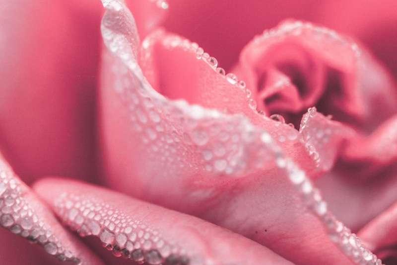 Розовая вода (гидролат розы): чем полезна для кожи, глаз и горла