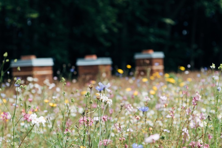 Пчелы спасут мир: рассказываем, почему так важно оберегать полосатых хранителей природы