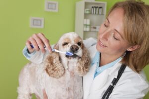 Ветеринарный врач-стоматолог – что нужно знать о приеме владельцам животных